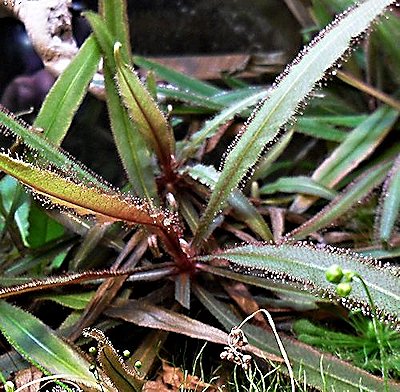 Drosera adelae Adelae10