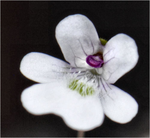 Fleur de Pinguicula Caerulea et Gracilis (mai 2012) P_grac11