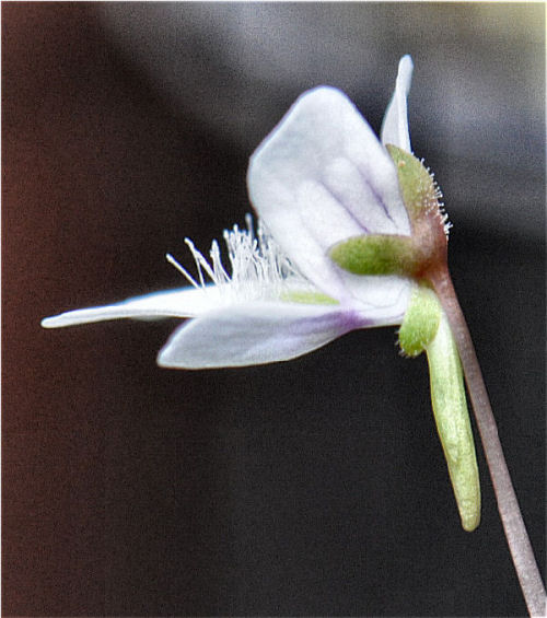 Fleur de Pinguicula Caerulea et Gracilis (mai 2012) P_grac12