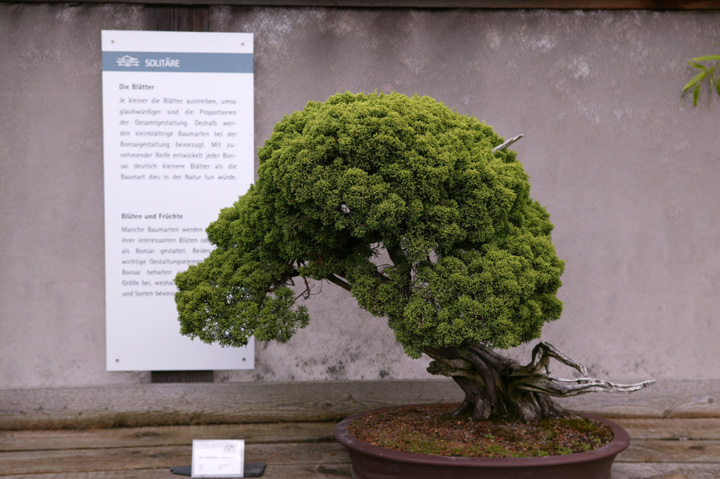 A visit to Werner Busch's bonsai museum in Düsseldorf Ibc09214