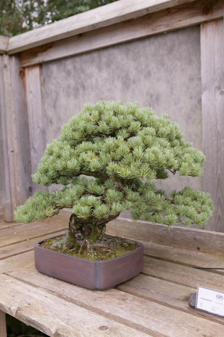 A visit to Werner Busch's bonsai museum in Düsseldorf Ibc09217