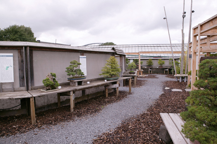 A visit to Werner Busch's bonsai museum in Düsseldorf Ibc09219