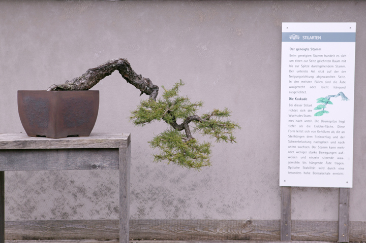 A visit to Werner Busch's bonsai museum in Düsseldorf Ibcwbb13