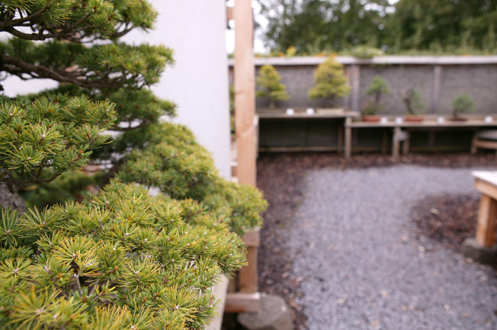 A visit to Werner Busch's bonsai museum in Düsseldorf Ibcwbb17