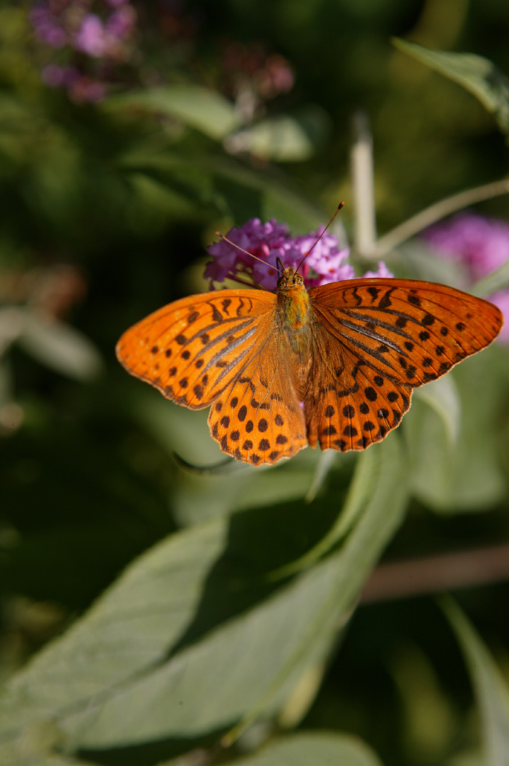 The Silver-washed Fritillary Kmibc010