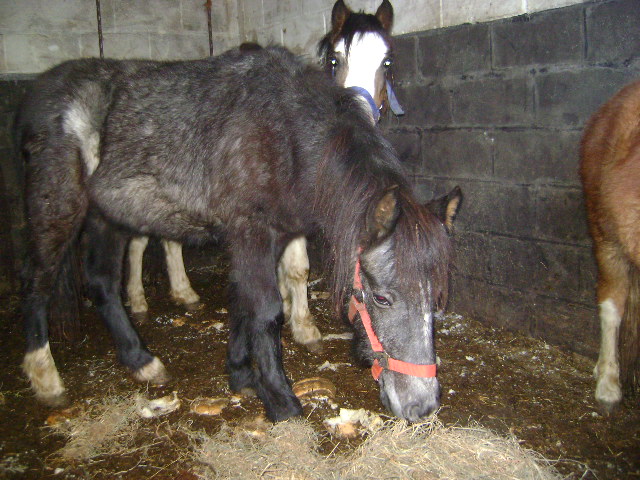 Urgence plusieurs poneys  [Sauvés] 05510