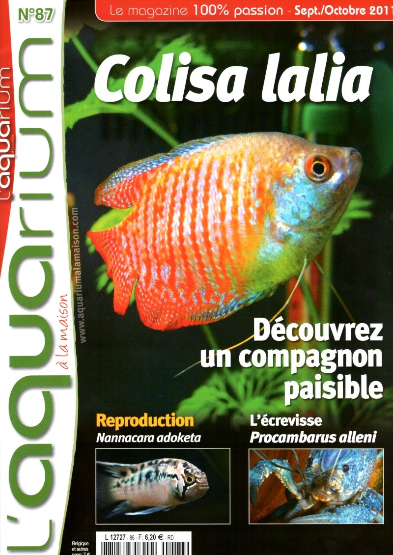 Aquarium à la Maison N°87 Img01310