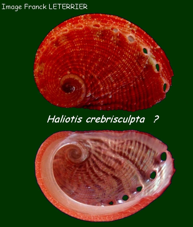 clathrata - Haliotis clathrata Reeve, 1846 Haliot11