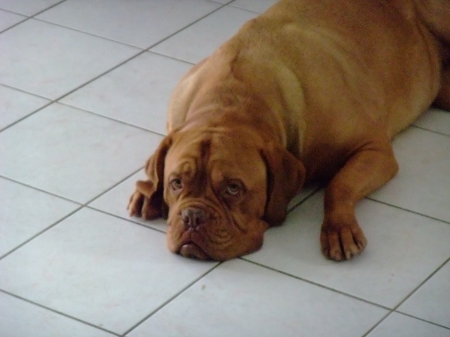 cherche FA pour Canelle femelle dogue de bordeaux de 5 ans Dscf6410