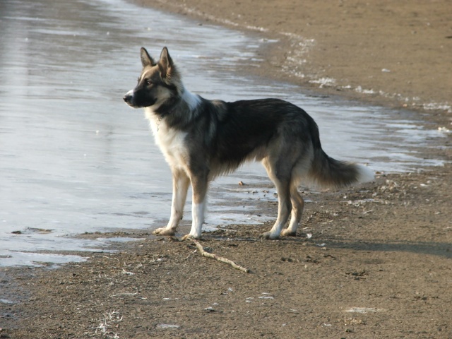 Tcholo male X border / berger blanc suisse né en avril 2011 Fevrie10