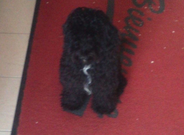 Urgent [cherche] co voit Saint-Malon-sur-Mel (35750) =====> Crevin (35) pour une petite X caniche/cocker Img04510