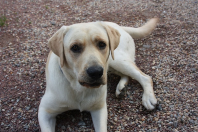 fudji male labrador sable  10 mois Img_0810