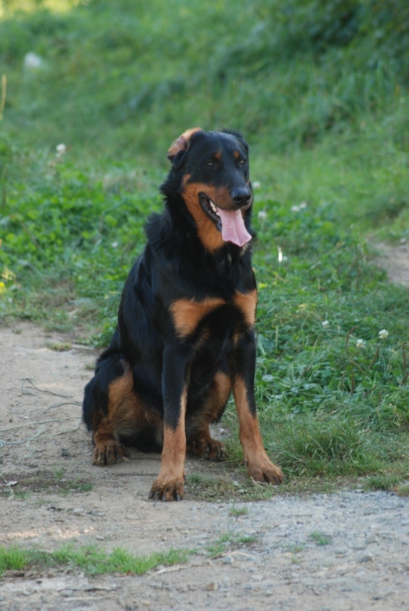 Grosse urgence pour Falcone type beauceron de 16 mois euthanasie dans 3 jours (le 13/04) L-t_in13