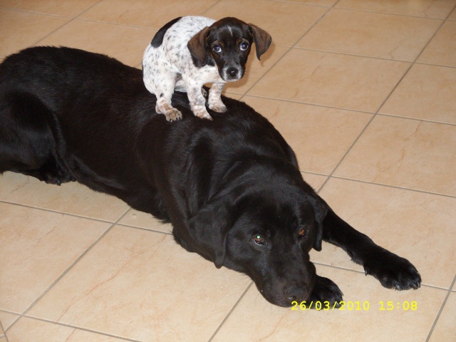 Urgent Tobby mâle labrador noir castré de 11 ans cherche adoptant, Asso, FA ... Ss852410