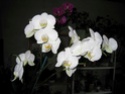 phal blanc tige florale 17 fleurs !!! Phal_c10