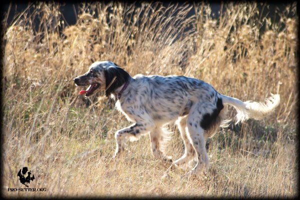 JANDRO, setter mâle tricolore, 1 an ESPAGNE    FB Jandro12