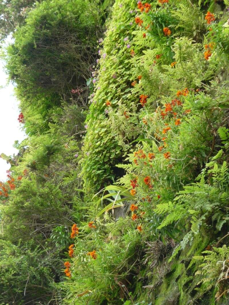 Patrick Blanc, l'homme des murs végétaux Florai10