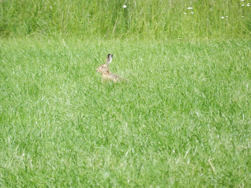 La famille lièvre en goguette (fin mai 2012) Legra103