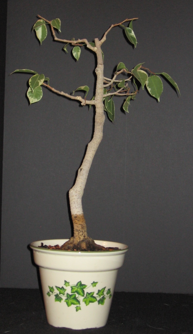 Ficus benjamina backbud? - Page 3 200910