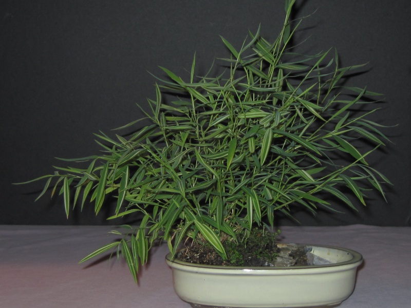 My Favorite Accent Plant Bamboo10