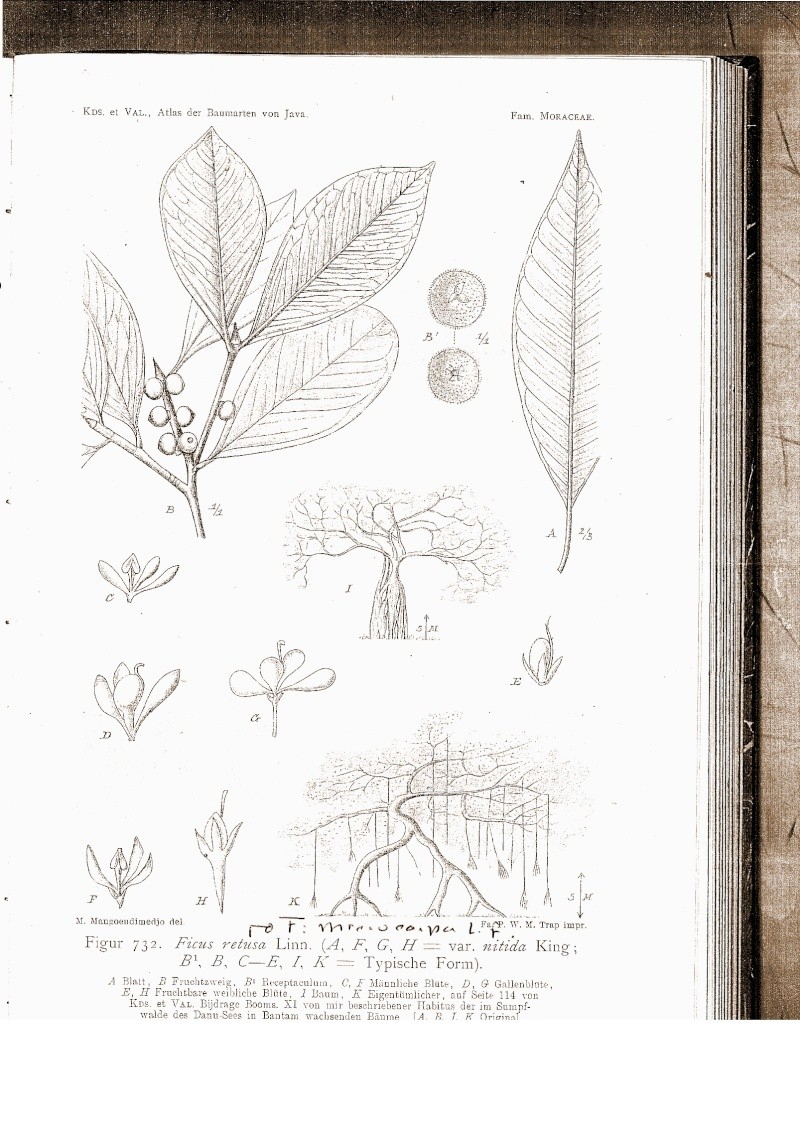 Ficus Taxonomy Puzzle Solved F_micr10