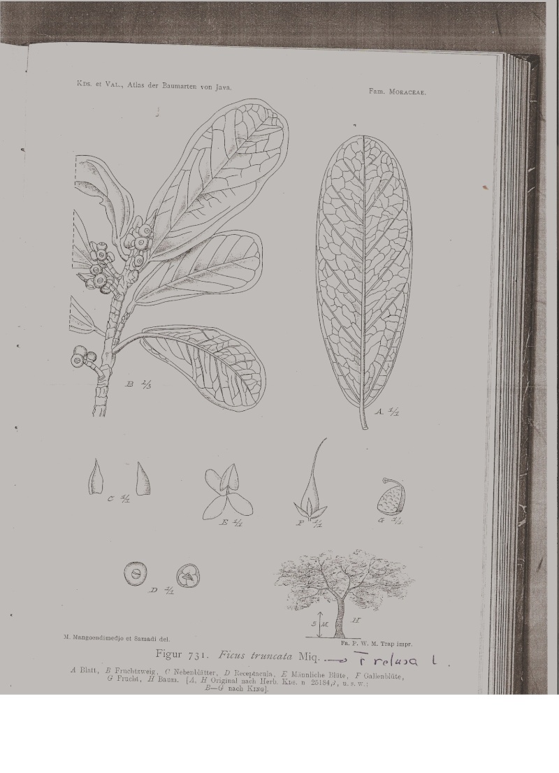 Ficus Taxonomy Puzzle Solved F_retu10