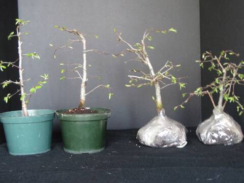 Pre Bonsai Tree Seedling Stock 2 1/2" Pot Korean hornbeam Carpinus Coreana