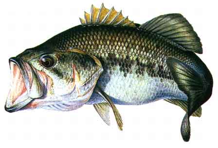 Black Bass On The Fly... Bb-110