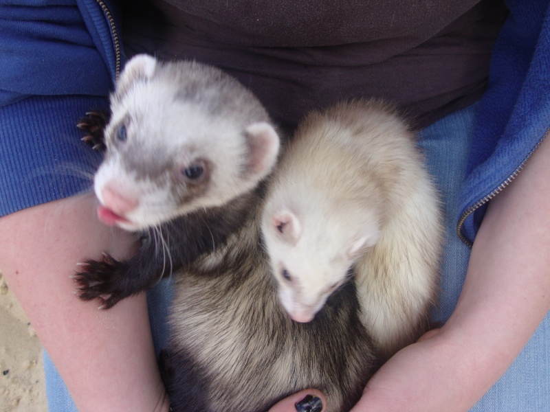 les furets barpais - Les pt'its Barpais...Tanuki & Gabie!! - Page 7 Mai_2012