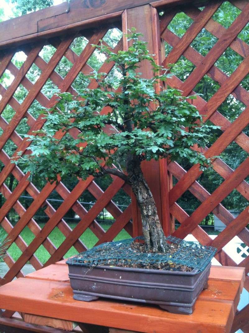 repotting texas ebony 2012-012