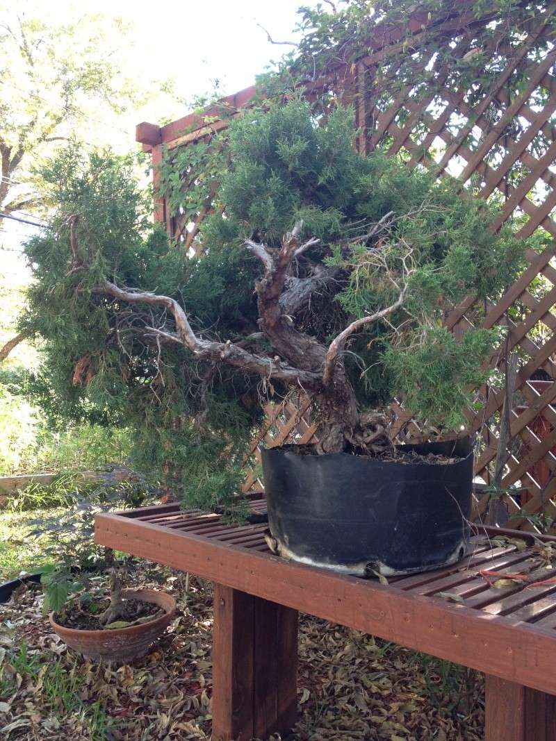 Juniper-Best "Find" I've ever Found!  New_ju17