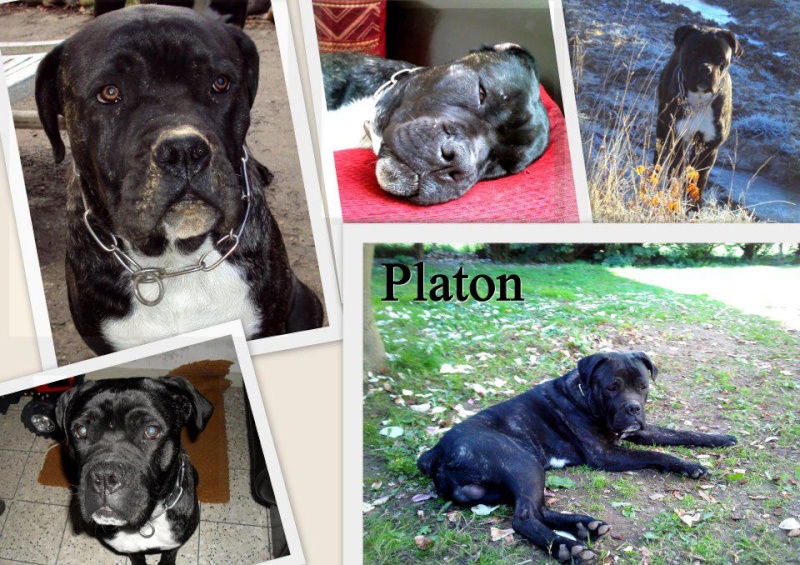 Cane corso, un an, noir bringé,  dans le 58 - Page 3 Platon12