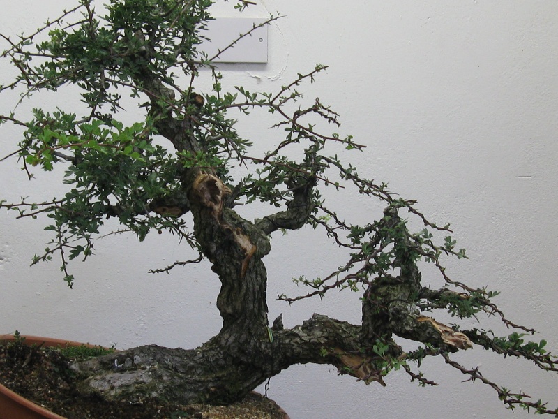 Yamadori Hawthorn 710