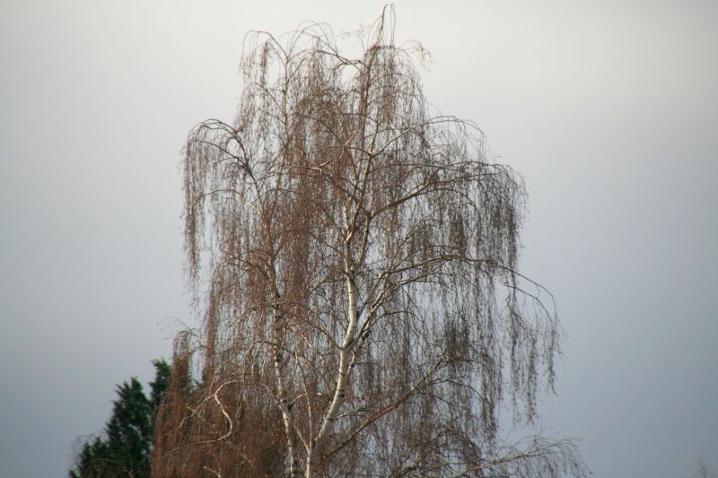 arbres et nature !!! Img_9310