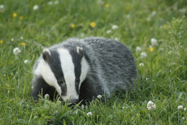 Wild Dorset Badger12