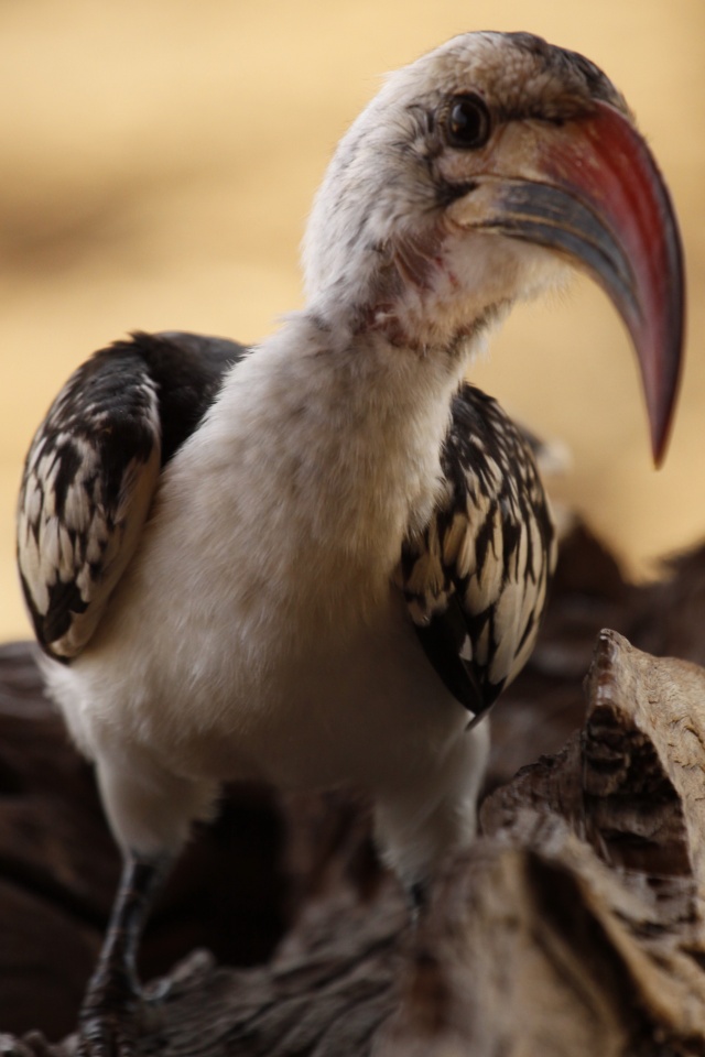 Sarara - September 2011 Bird_t10