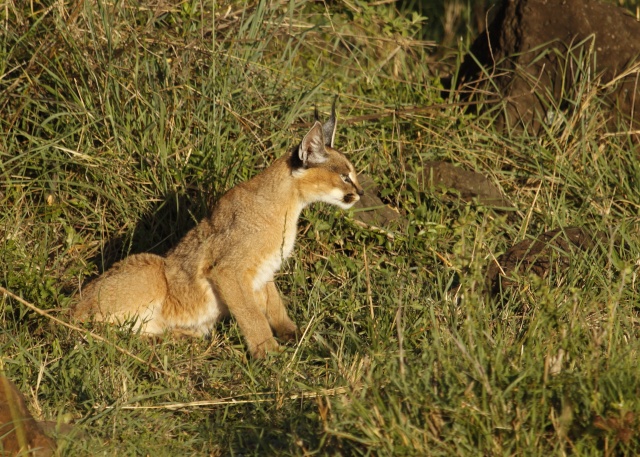 Maasai Mara - September 2011 Caraca16