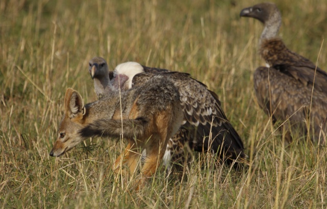 Maasai Mara - September 2011 Jackal10