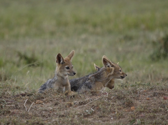 Maasai Mara - September 2011 Jackal13