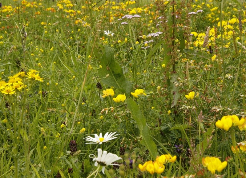 Signs of Summer - Page 3 Meadow12