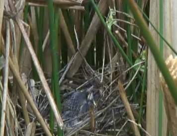 BBC2 Springwatch 2012 - Page 3 Mwsna211