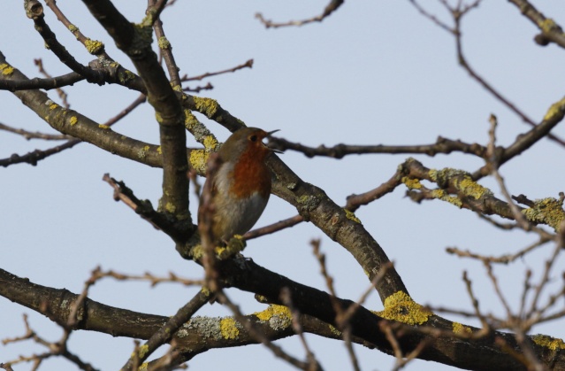 Spring is on the way Robin10