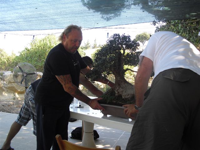 Kevin Willson Workshops at BCG's 21st Bonsai Annual Exhibition 2012 Cimg7614