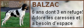   BALZAC Gascon Saintongeois  6 ans (3 ans de refuge)- Spa de Moree '41) Balzac10