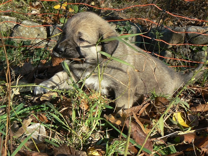 A réserver chiots Kangal (34) - Page 2 P1170410