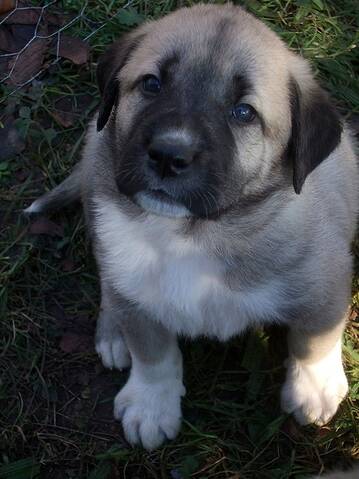 A Reserver Chiots Kangal 34 Page 3
