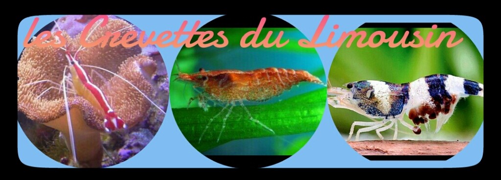 Crevettes du Limousin