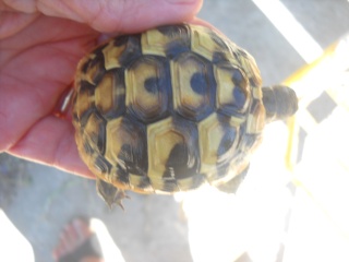 Identification de mes tortues Tortue14