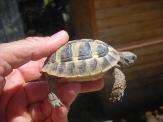 Identification de mes tortues Tortue17