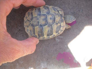 Identification de mes tortues Tortue18